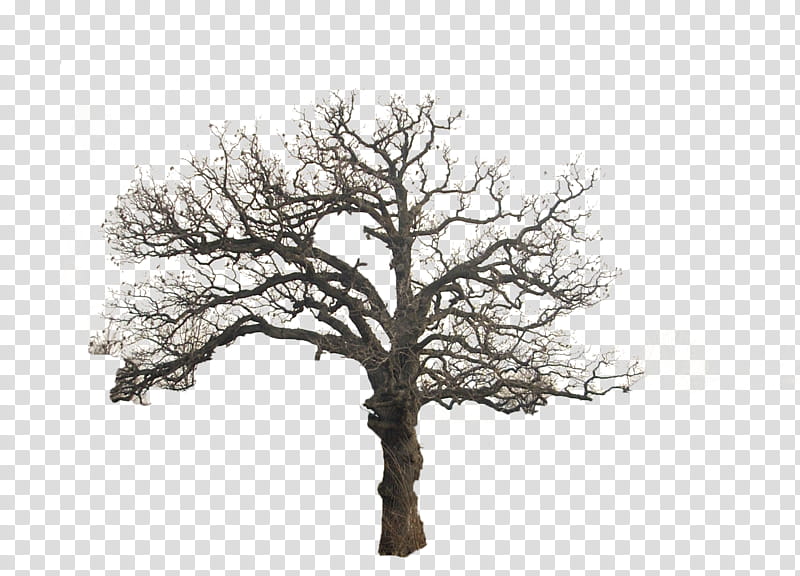 Precut Tree, bare tree transparent background PNG clipart