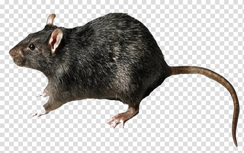 Cartoon Mouse, Brown Rat, Mus, Black Rat, Murids, Muroids, Muridae, Gerbil transparent background PNG clipart