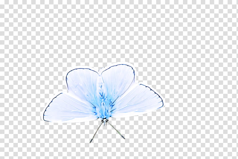 butterfly insect moths and butterflies pollinator common blue, Lycaenid, Polyommatus, Wing transparent background PNG clipart