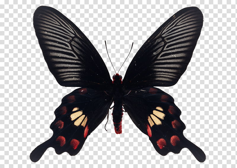 Insect, great mormon butterfly transparent background PNG clipart