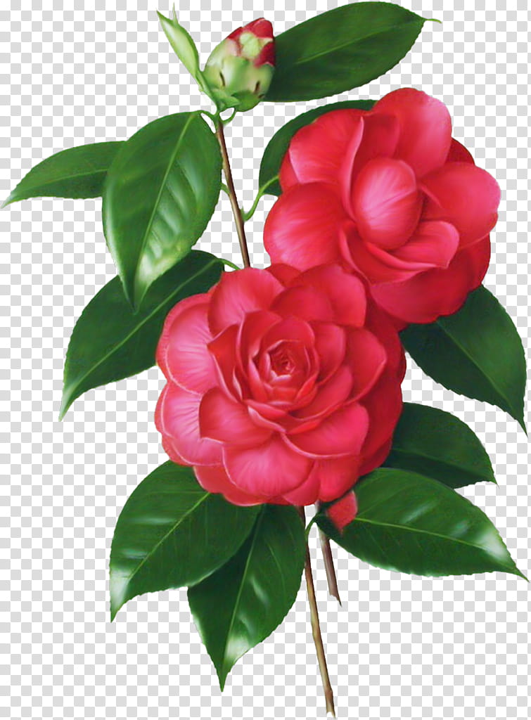 Drawing Of Family, Multiflora Rose, Japanese Camellia, Sasanqua Camellia, Digital Art, Flower, Plant, Garden Roses transparent background PNG clipart