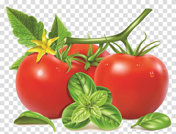 Tomato, Natural Foods, Bush Tomato, Vegetable, Solanum, Plant, Fruit, Cherry Tomatoes transparent background PNG clipart