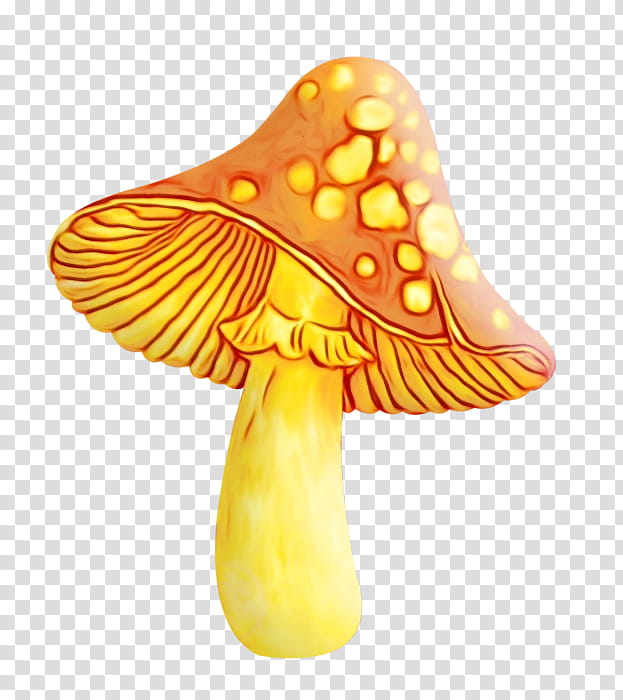 Mushroom, Edible Mushroom, Magic Mushrooms, Fungus, Mushroom Hunting, Common Mushroom, Psilocybin Mushroom, Fly Agaric transparent background PNG clipart