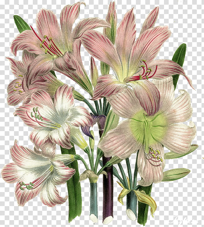 flower flowering plant plant cut flowers amaryllis belladonna, Pink, Peruvian Lily, Petal transparent background PNG clipart