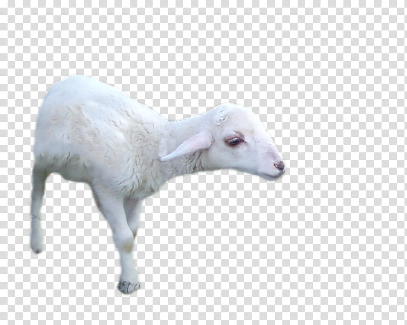 SHEEP LITTLE walkin, white goat transparent background PNG clipart