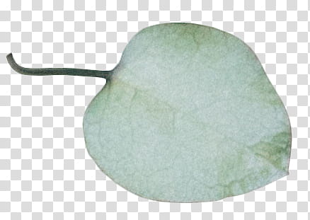 Foliage, green leaf illustration transparent background PNG clipart