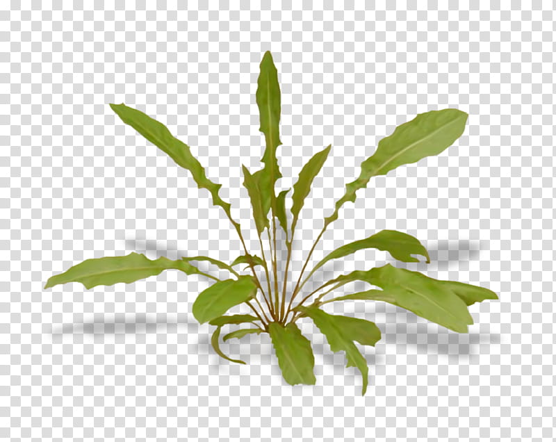 Grass Flower, Poster, Lawn, Herbaceous Plant, Leaf, Aquarium Decor, Houseplant, Herbal transparent background PNG clipart