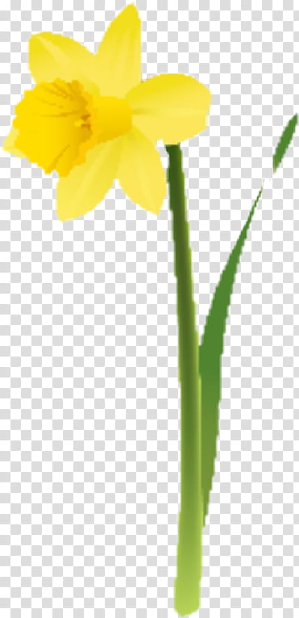 flower yellow plant narcissus plant stem, Pedicel, Petal, Amaryllis Family transparent background PNG clipart