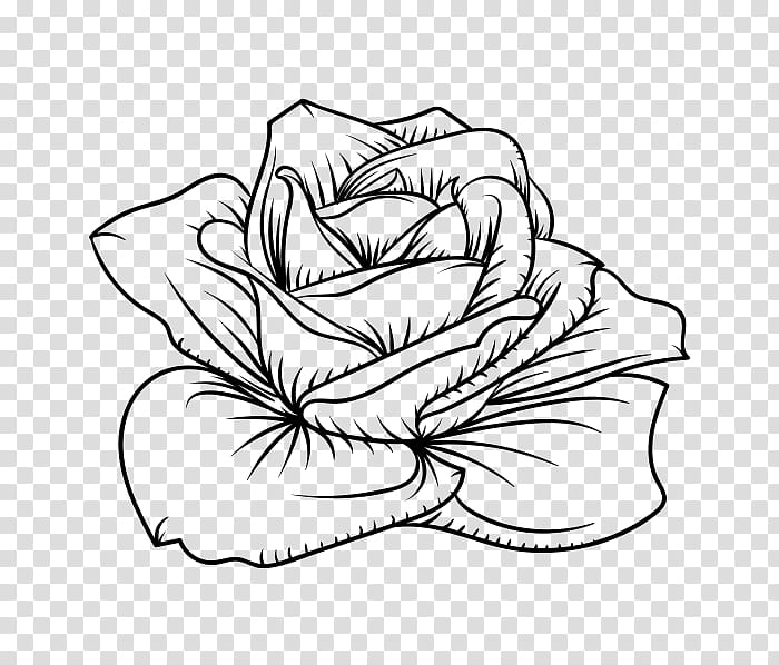 Roses, rose flower sketch illustration transparent background PNG