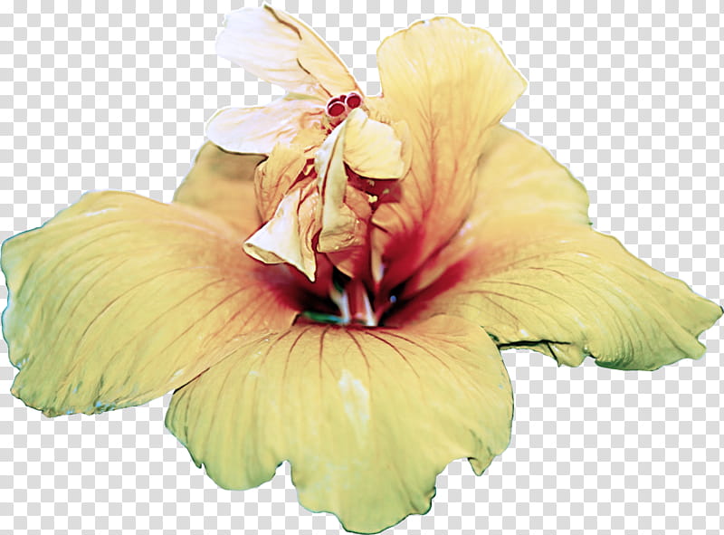 flower petal hawaiian hibiscus hibiscus plant, Yellow, Gladiolus, Mallow Family transparent background PNG clipart