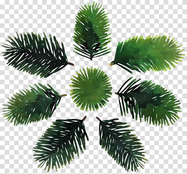 Palm tree, Yellow Fir, Canadian Fir, Oregon Pine, Sitka Spruce, Plant, Leaf, Shortleaf Black Spruce transparent background PNG clipart