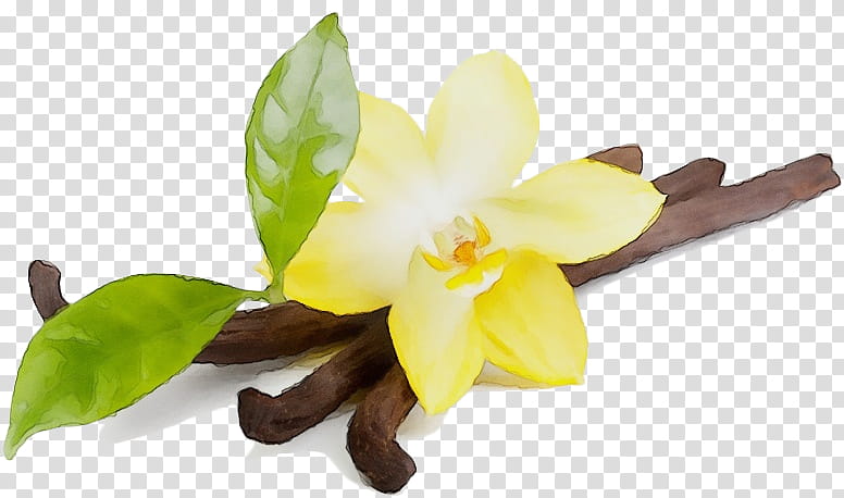 flower yellow plant flowering plant petal, Watercolor, Paint, Wet Ink, Vanilla, Carolina Jasmine, Dendrobium, Orchid transparent background PNG clipart