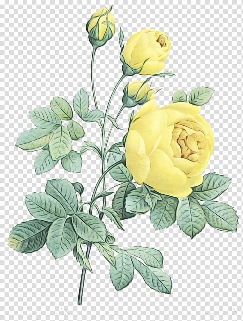 Flowers, Garden Roses, Cabbage Rose, Leaf, Floral Design, Cut Flowers, Bud, Petal transparent background PNG clipart