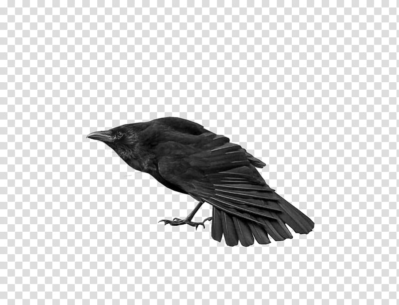 Crows, black crow transparent background PNG clipart