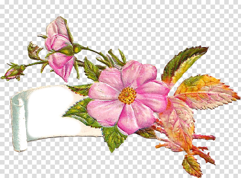 flower pink plant petal prickly rose, Flowering Plant, Rosa Arkansana, Cut Flowers, Rosa Dumalis transparent background PNG clipart