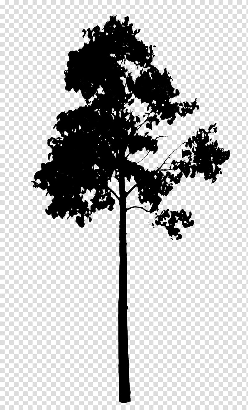 Family Tree Silhouette, Pine, Line, Leaf, Sky, Branching, Pine Family, Woody Plant transparent background PNG clipart