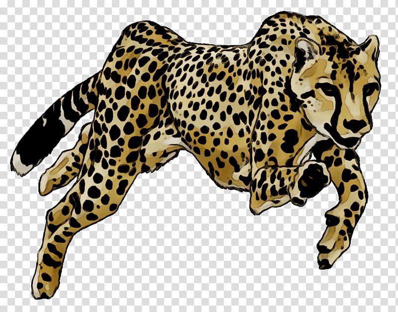 Cat Drawing, Cheetah, Leopard, Cartoon, Music, Cheetah Conservation Fund, Sculpture, Wildlife transparent background PNG clipart