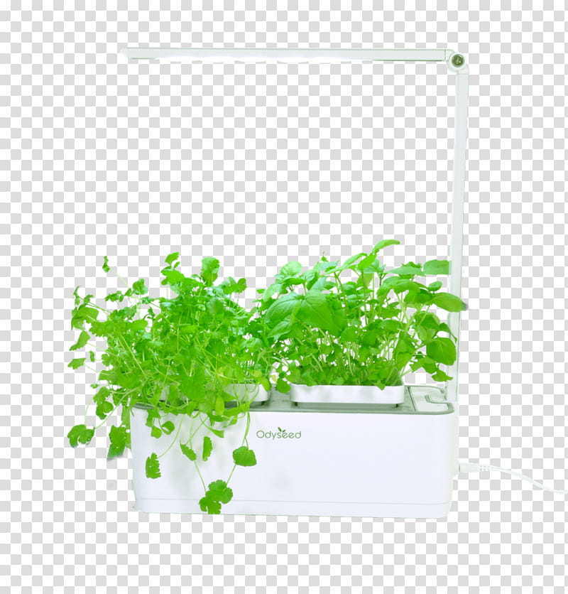 Green Grass, Herb, Kitchen Garden, Istik, Basil, Pianta Aromatica, Huerto Culinario, Cultivar transparent background PNG clipart