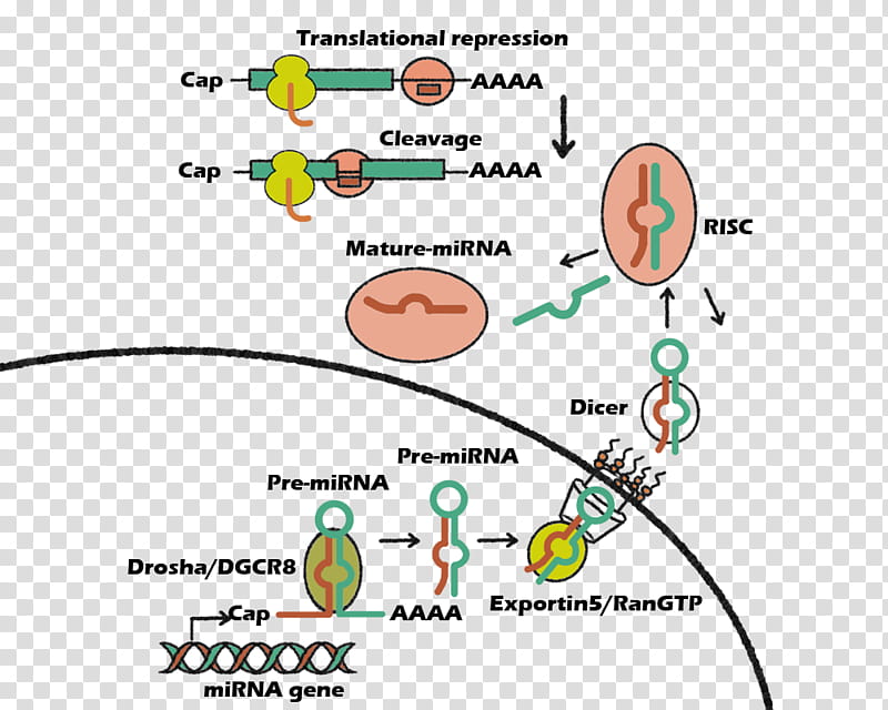 Microrna Text, Induced Pluripotent Stem Cell, Drosha, Gene Silencing, Biogenesis, Diagram, Line, Area transparent background PNG clipart