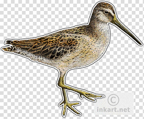 Bird Line Art, Stints, Snipe, Decal, Wader, Common Redshank, Realism, Printing transparent background PNG clipart