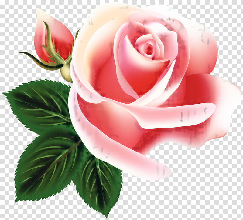 Pink Flower, Music, Rose, Video, Playlist, Song, Garden Roses, Hybrid Tea Rose transparent background PNG clipart