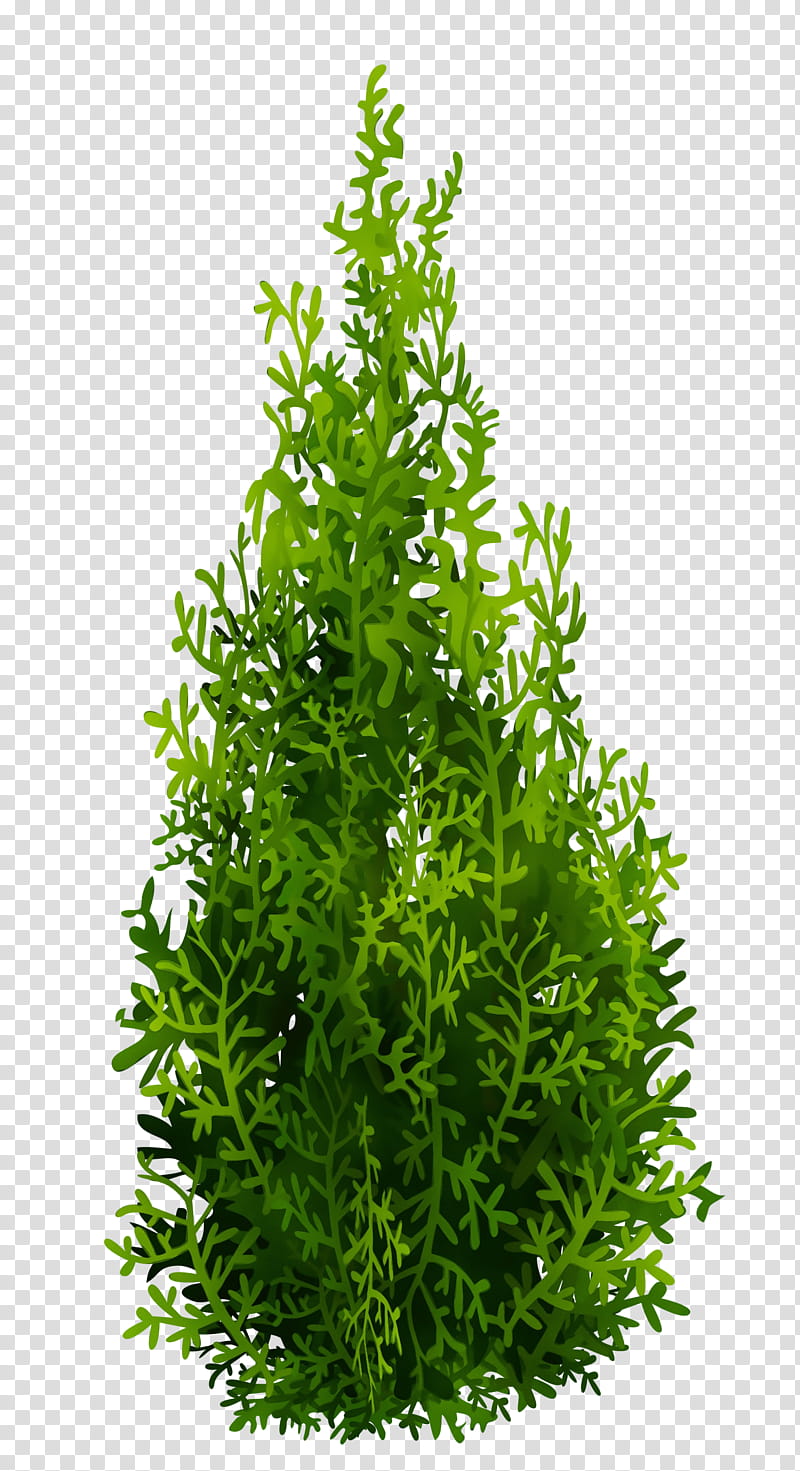 Watercolor Flower, Paint, Wet Ink, Mediterranean Cypress, Bald Cypress, Evergreen, Tree, Cupressus transparent background PNG clipart