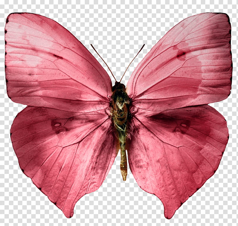 red butterfly transparent background PNG clipart