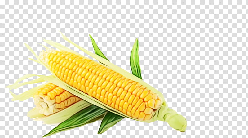 Corn, Corn Oil, Vegetable, Food, Sweet Corn, Grain, Legume, Nutrient transparent background PNG clipart