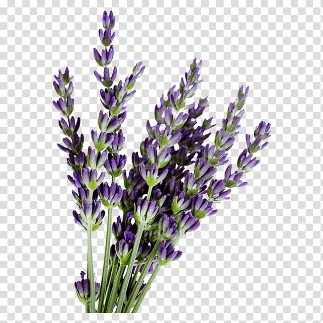 Lavender Flower, Lavender Oil, English Lavender, Essential Oil, Air Fresheners, Herb, Toner, Skin transparent background PNG clipart