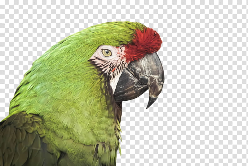 Lovebird, Beak, Parrot, Parakeet, Macaw, Perico, Budgie transparent background PNG clipart