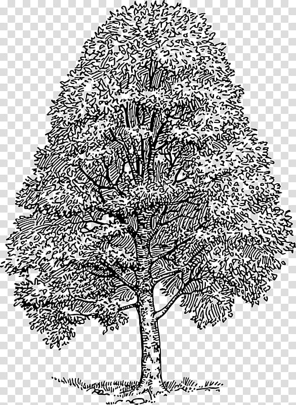 Tree Trunk Drawing, Oak, Copper Beech, Shrub, Leaf, European Beech, Plant, Woody Plant transparent background PNG clipart