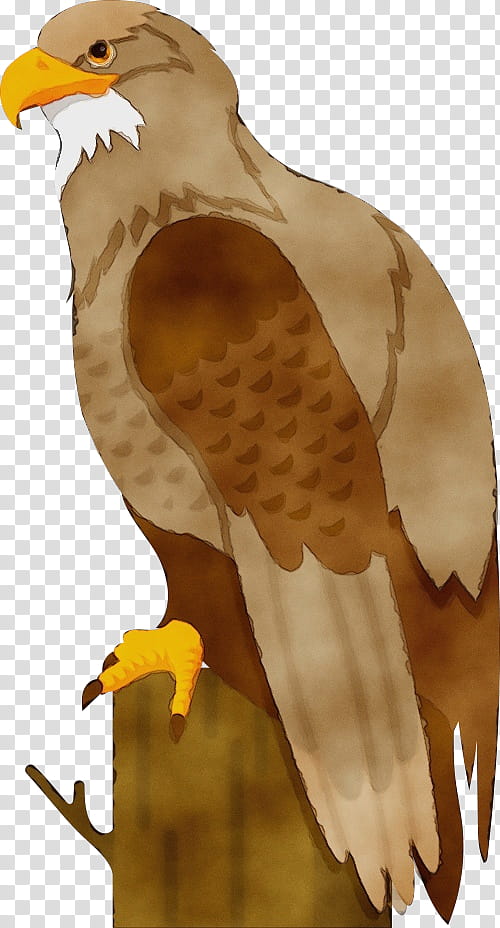 bird bird of prey eagle bald eagle hawk, Watercolor, Paint, Wet Ink, Accipitridae, Golden Eagle, Peregrine Falcon transparent background PNG clipart