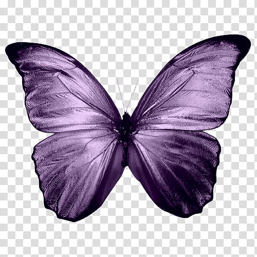 Buterfly , purple butterfly transparent background PNG clipart