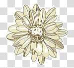 Super descargatelo, yellow chrysanthemum flower art transparent background PNG clipart
