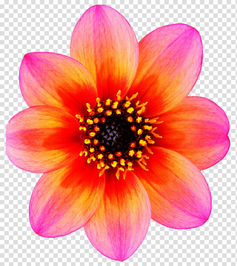 Tri Colored Dahlia transparent background PNG clipart