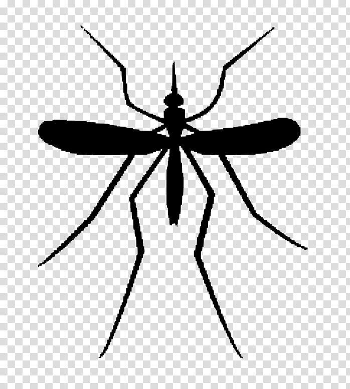 Mosquito Insect, Pest Control, Silhouette, Line, Symmetry, Membranewinged Insect transparent background PNG clipart