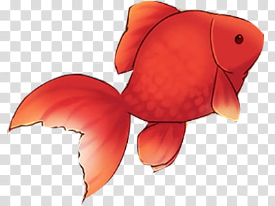 red goldfish illustration transparent background PNG clipart