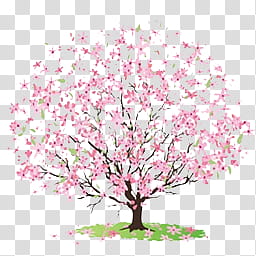 flor de cerezo LP, cherry blossom illustration transparent background PNG clipart