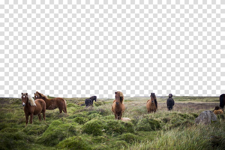 herd pasture horse grazing grassland, Ranch, Natural Environment, Ecoregion, Rural Area transparent background PNG clipart
