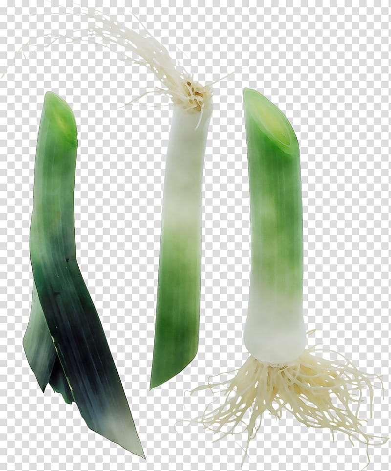 Onion, Welsh Onion, Onions, Leek, Plant, Vegetable, Flower, Scallion transparent background PNG clipart