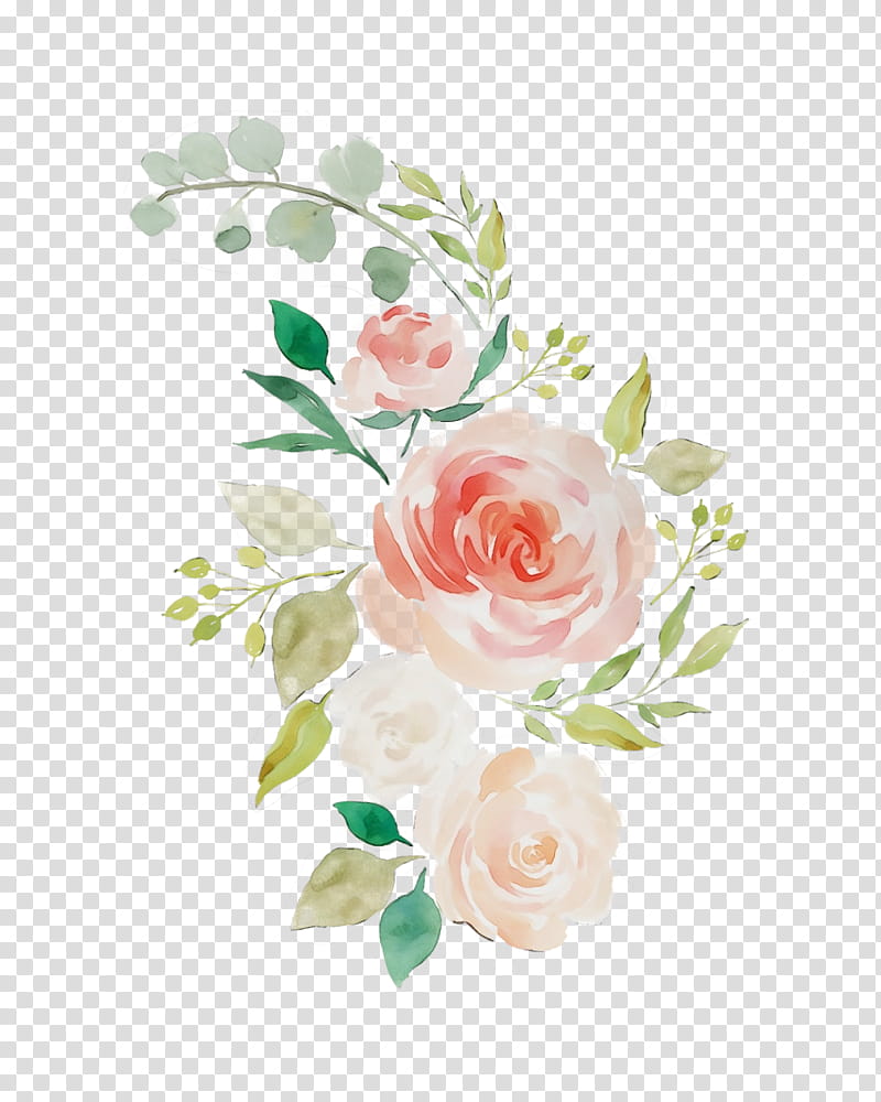Garden roses, Watercolor, Paint, Wet Ink, White, Flower, Pink, Rose Family transparent background PNG clipart