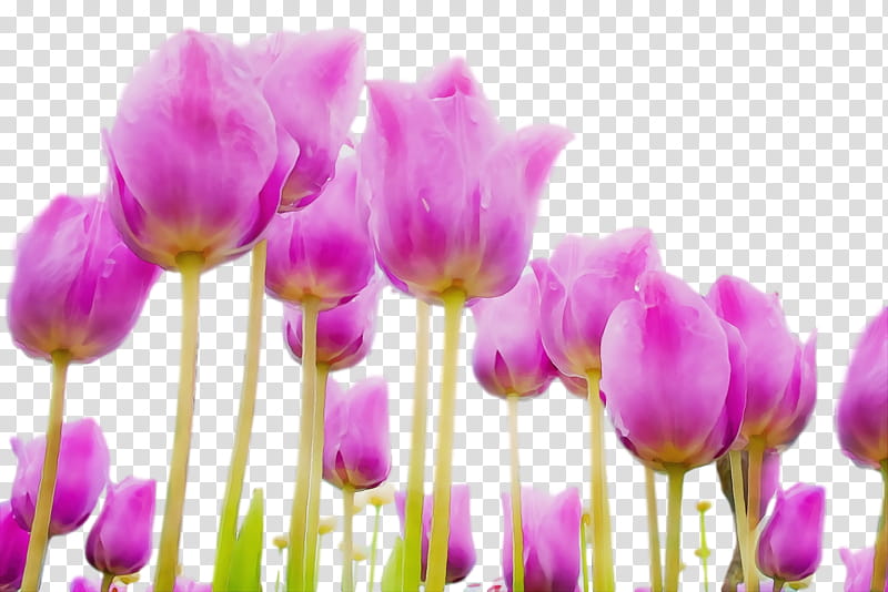 Lavender, Spring Flower, Spring Floral, Flowers, Watercolor, Paint, Wet Ink, Petal transparent background PNG clipart