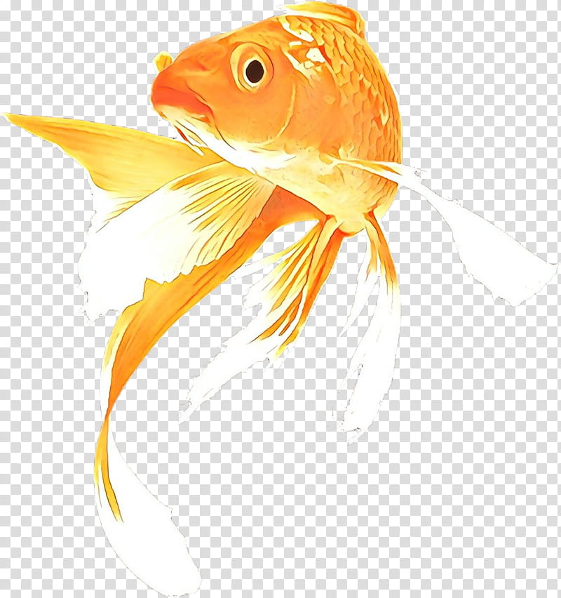 Pond, Cartoon, Goldfish, Koi, Butterfly Koi, Siamese Fighting Fish, Aquarium, Aquarium Fish transparent background PNG clipart