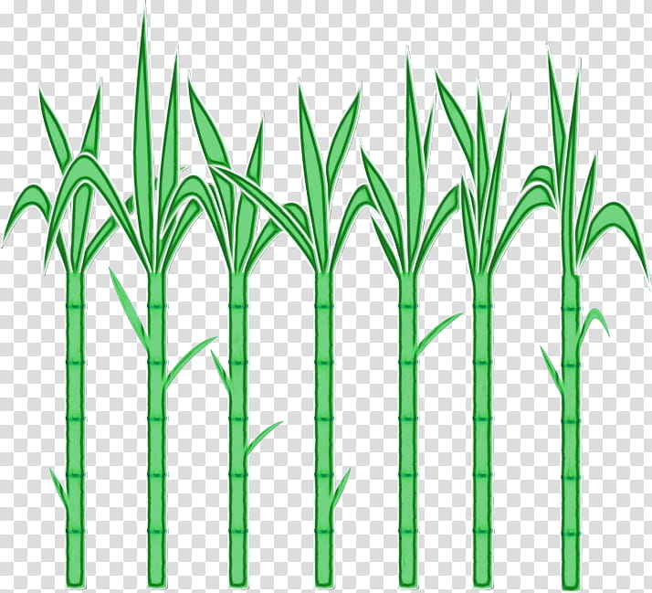 green grass plant grass family plant stem, Watercolor, Paint, Wet Ink, Leaf, Elymus Repens, Terrestrial Plant transparent background PNG clipart