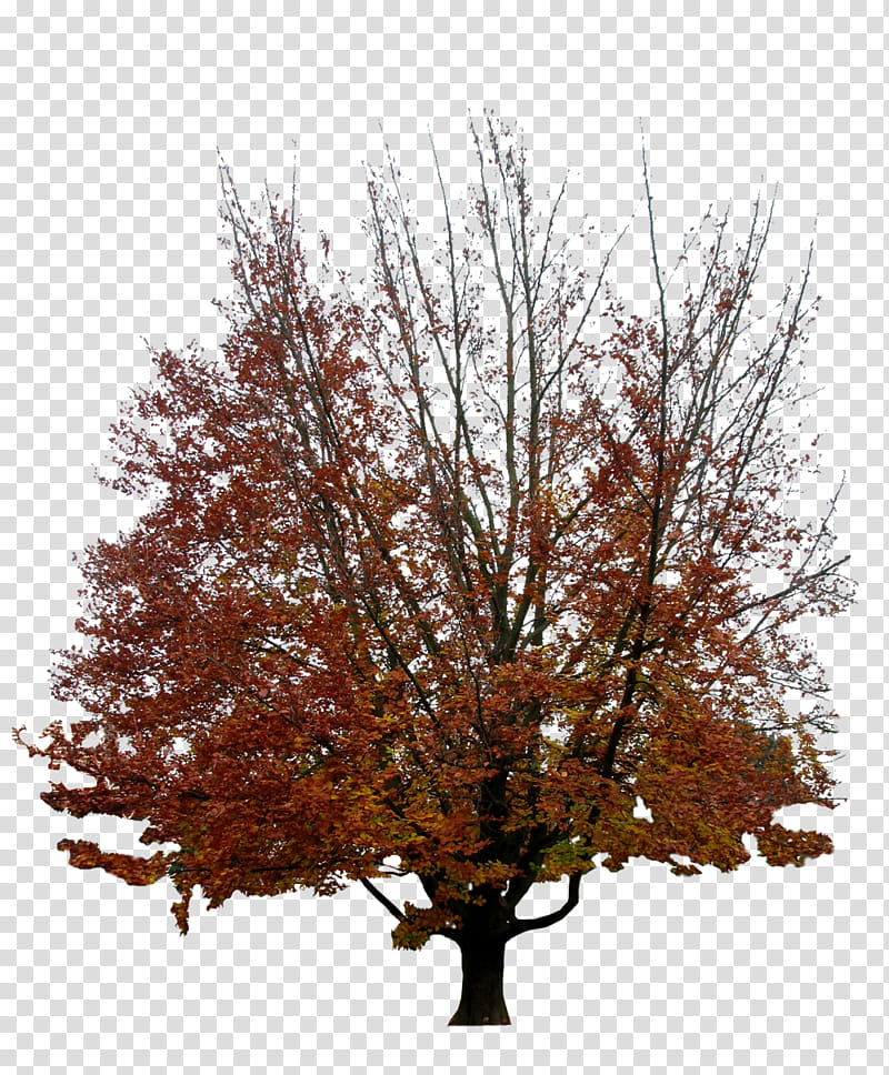 Autumn, pink and orange tree illustration transparent background PNG clipart