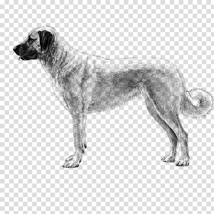 Dog Drawing, Anatolian Shepherd, Australian Cattle Dog, Great Pyrenees, Puppy, Australian Shepherd, Working Dog, Live Guardian Dog transparent background PNG clipart