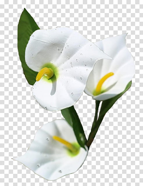 White Lily Flower, Flower Bouquet, Cut Flowers, Blog, Petal, Chamomile, Magnolia, Arum transparent background PNG clipart