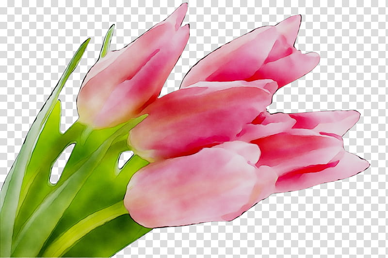 Lily Flower, Bulb, Fawn Lilies, Petal, Cut Flowers, Garden Tulip, Pink, Red Ginger transparent background PNG clipart