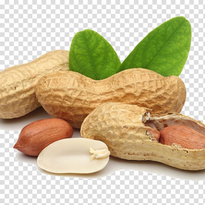 Cashew Tree, Peanut, Food, Peanut Oil, Deepfried Peanuts, Pistachio, Snack, Ingredient transparent background PNG clipart
