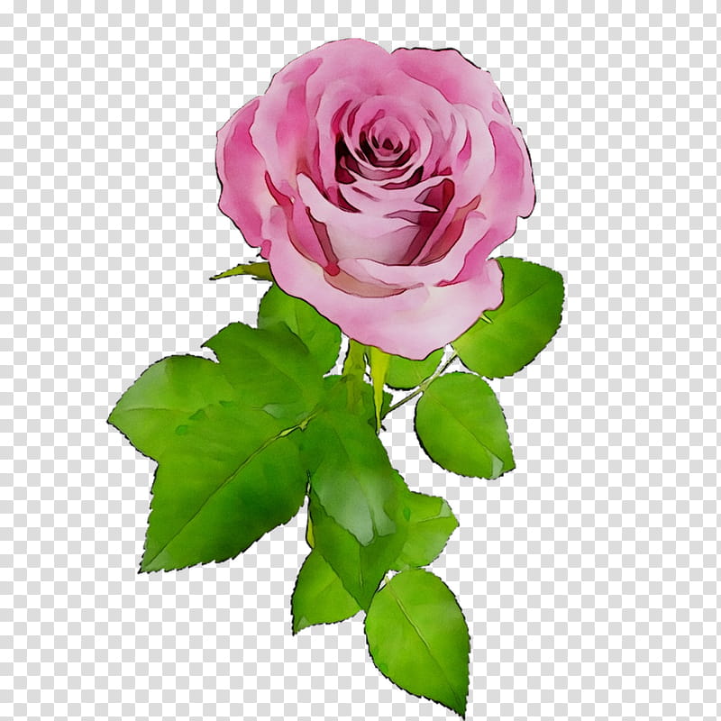 Pink Flower, Garden Roses, Cabbage Rose, French Rose, Floribunda, Cut Flowers, Plant Stem, Pink M transparent background PNG clipart
